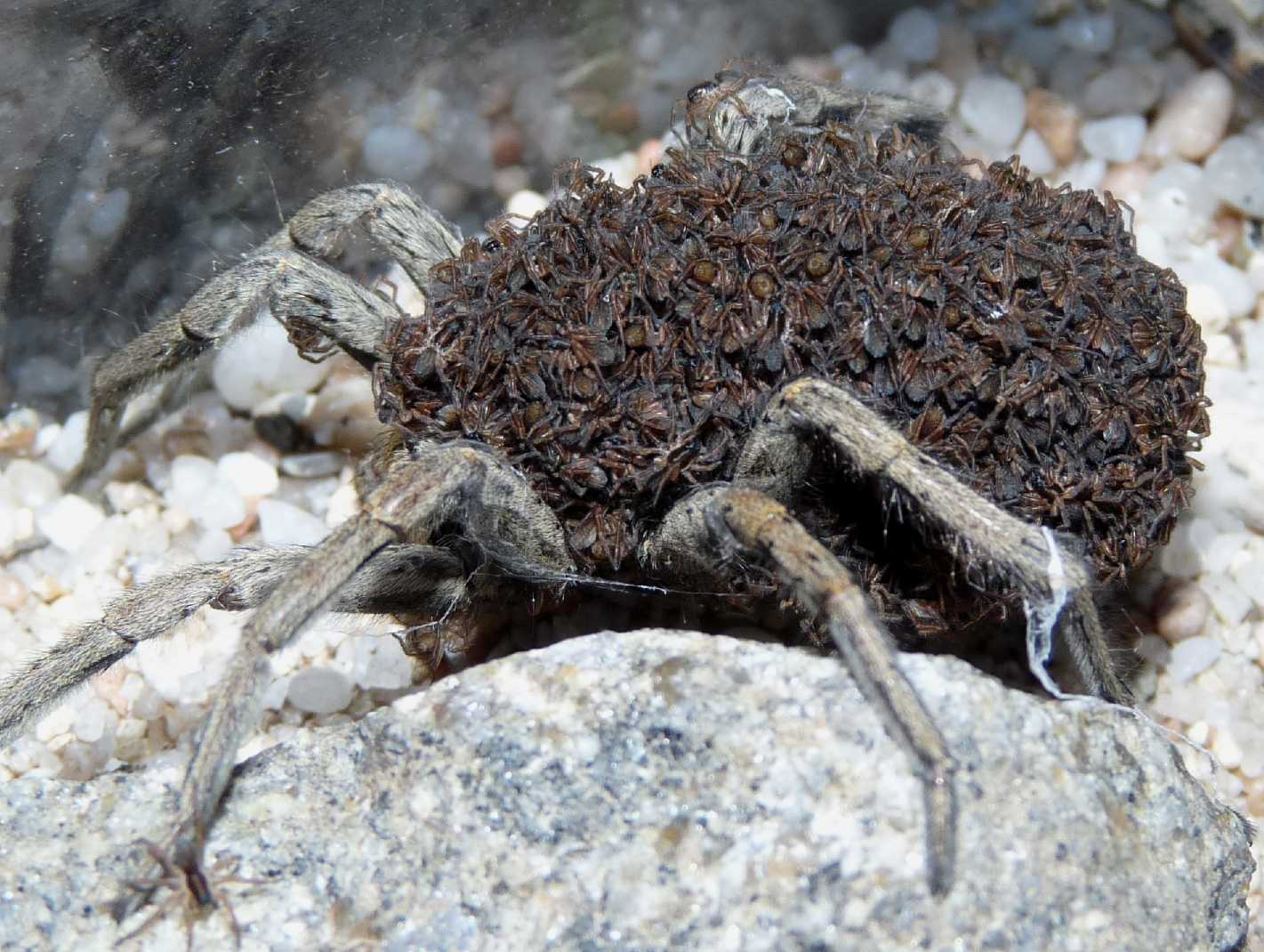 Hogna radiata con piccoli